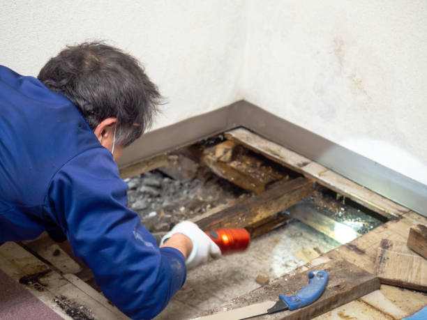 Best DIY Mold Remediation Support Services in Southmont, NC