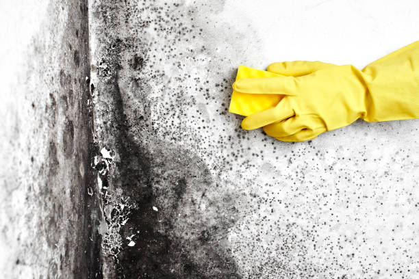 Best Kitchen Mold Remediation in Southmont, NC