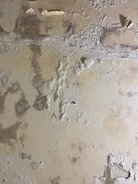 Best Mold Remediation for Specific Building Types in Southmont, NC