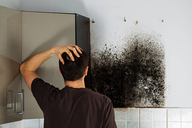 Best Kitchen Mold Remediation in Southmont, NC